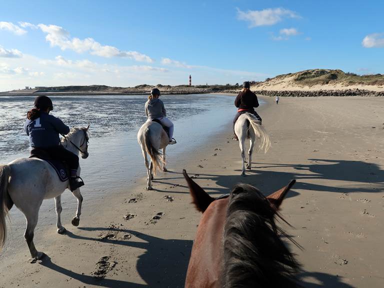 Une balade à cheval le long des plages de Tamraght offre une expérience captivante qui marie la splendeur naturelle des paysages côtiers avec la grâce et la puissance des chevaux.